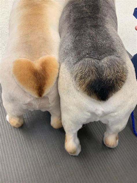 corgi heart butt|corgi butt dog toy.